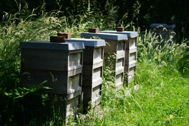 4 Bienenstöcke