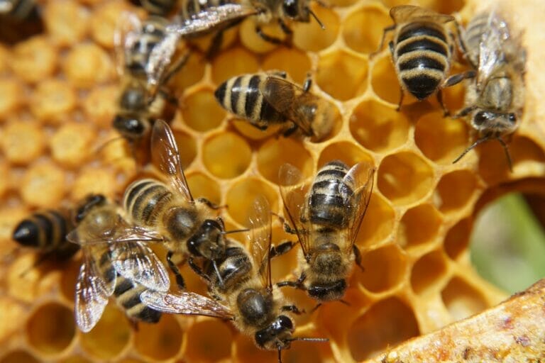 Bienen auf einer Wabe