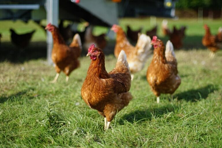 Hühner auf einer grünen Wiese