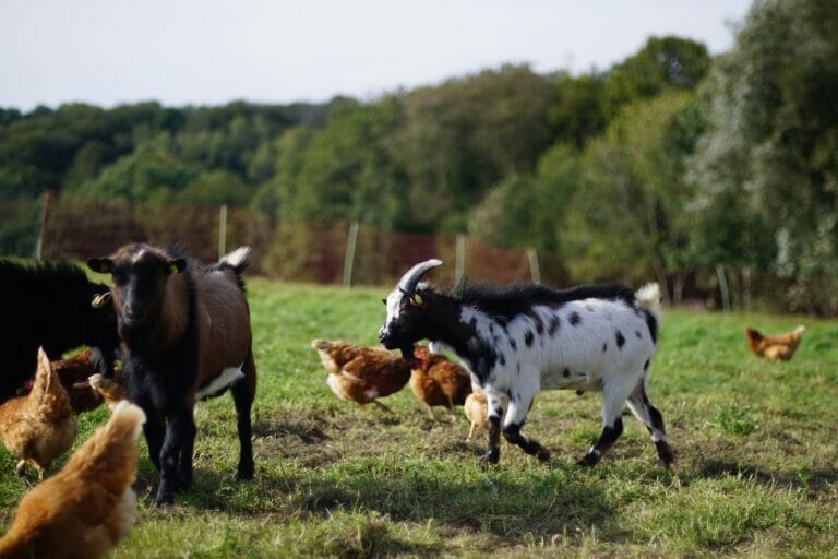Ziegen bei den Hühnern