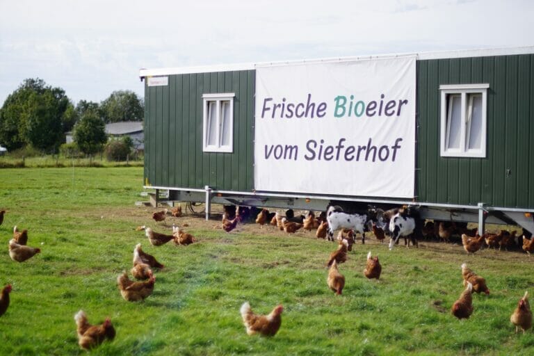 Hühner vor einem Fahrbarer Hühnerstall mit großem Plakat "Frische Bioeier vom Sieferhof"
