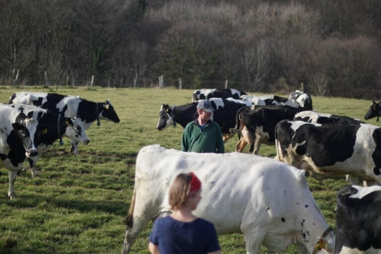 Julia und Frank Paas zswichen Kühen auf der Weide